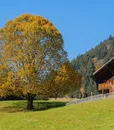 ste_lu_03