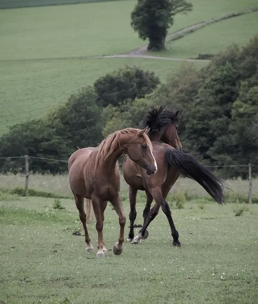 cavallo_grigio_04