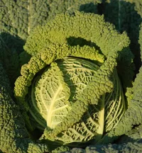 cologno
