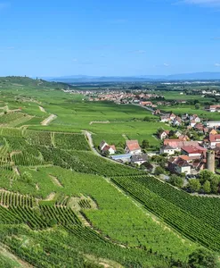 Vigna a cenate Sopra