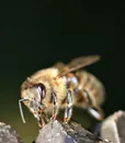 lalveare-ape-millefiori