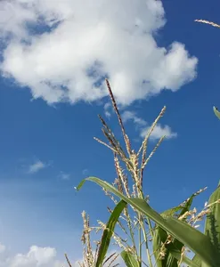 campo di mais