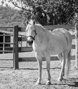 cavallo_grigio_vini
