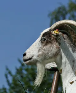 capra