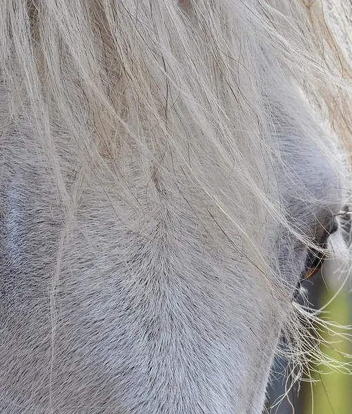 cavallo_grigio_01