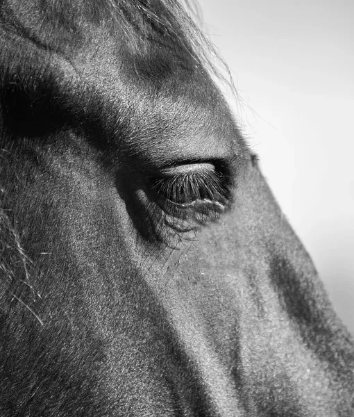 cavallo_grigio_06