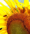 fortini_apicoltura_06