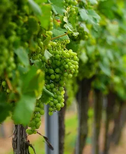 uva merlot