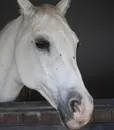 cavallo_grigio_03