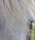 cavallo_grigio_01