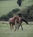 cavallo_grigio_04