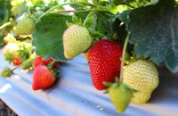 fragole bio