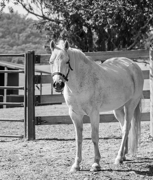 cavallo_grigio_vini