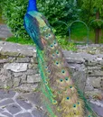 in_piazzo_02