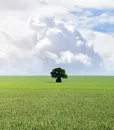 trapletti_06