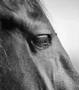 cavallo_grigio_06