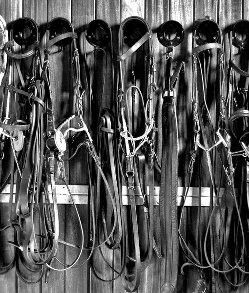 cavallo_grigio_05
