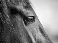 cavallo_grigio_06