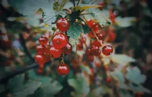 ribes
