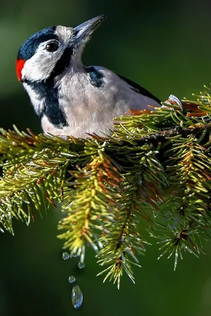 vicino camerata cornello