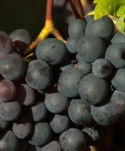 uva per moscato