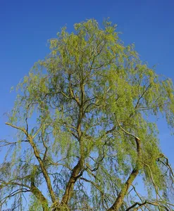 montizzolo_08