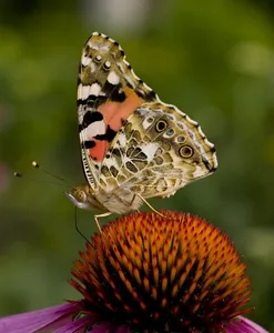 montizzolo_07