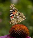 montizzolo_07