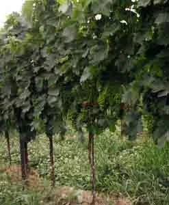 cascina_castello_04