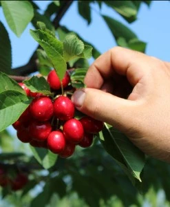 frutta verdura biologica