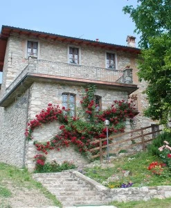 cavallo_grigio_00_
